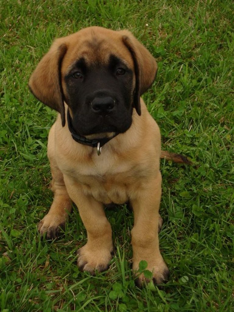 English Mastiff Puppy Feeding Chart