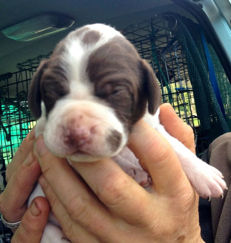 English Pointer Puppies Pictures