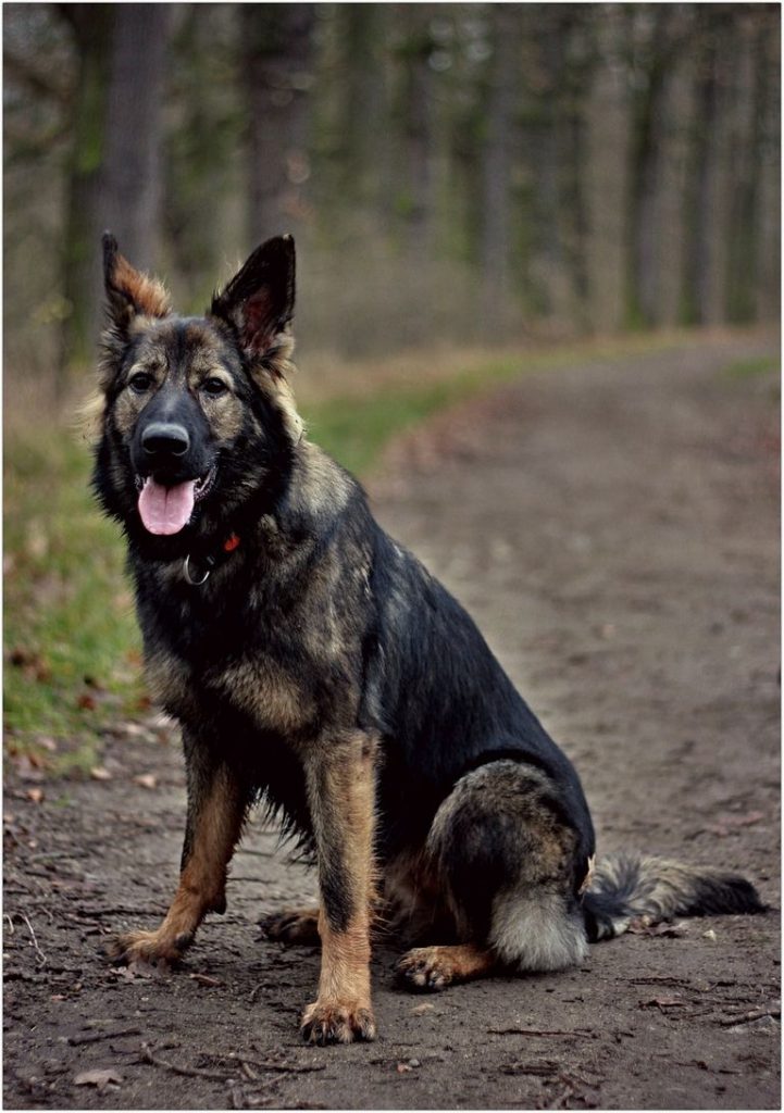 European Working Line German Shepherd Breeders