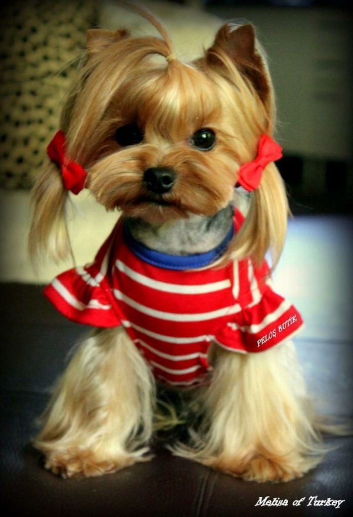 Female Yorkie Haircuts