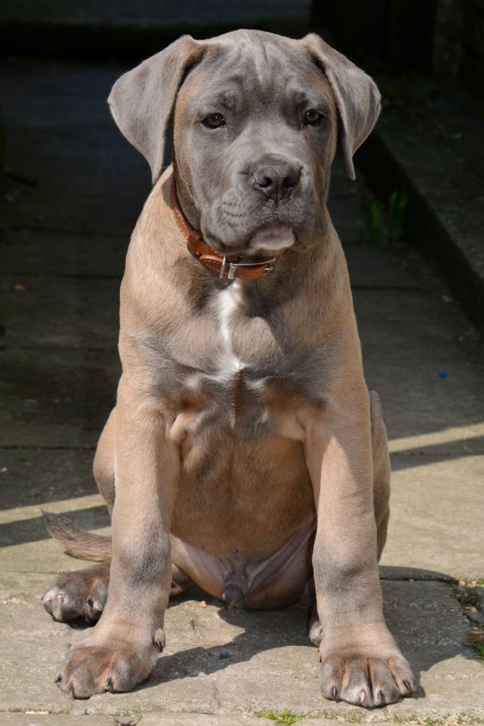 Formentino Cane Corso