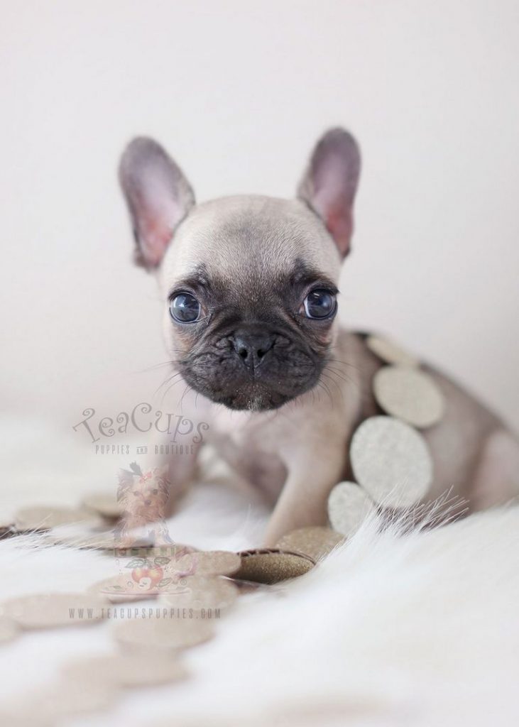 French Bulldog Puppies For Adoption In Florida