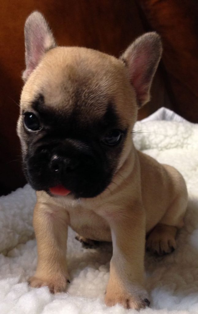 French Bulldog Puppies For Adoption In Ga