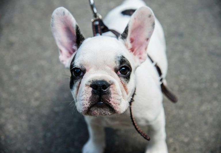 67+ French Bulldog Breeders Wi Picture - Bleumoonproductions