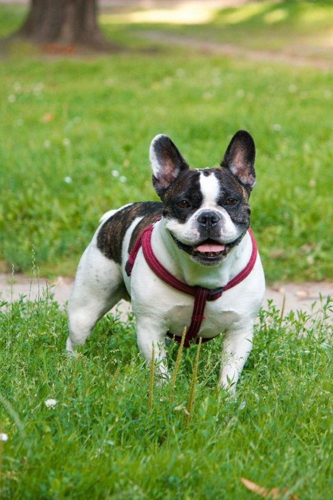 French Bulldogs For Sale Near Warsaw Indiana