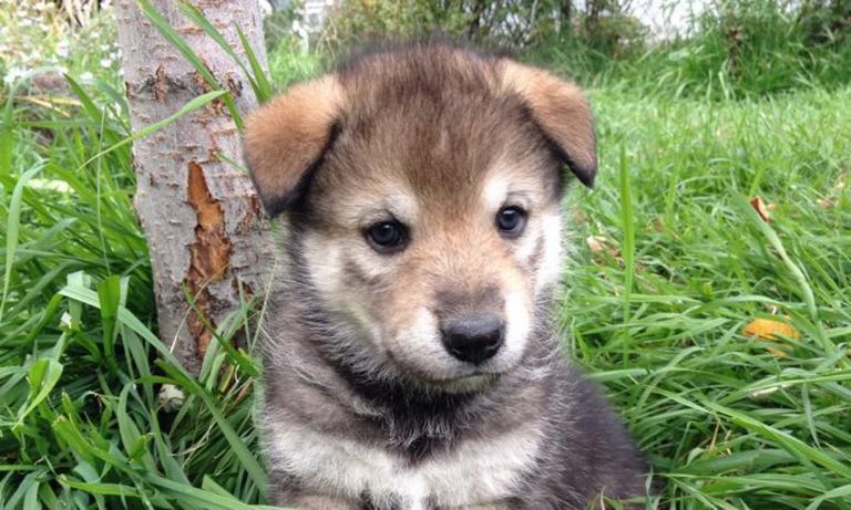 Authentic Pure Wolf Puppies For Sale Gallery – Animal lovers love to ...