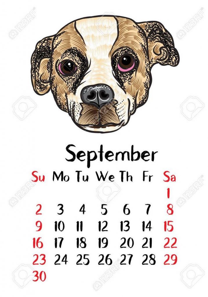 Funny Dog Calendar 2018