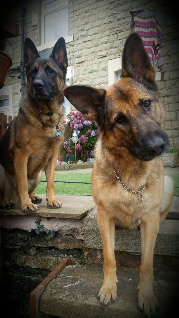 German Shepherd Lovers Website