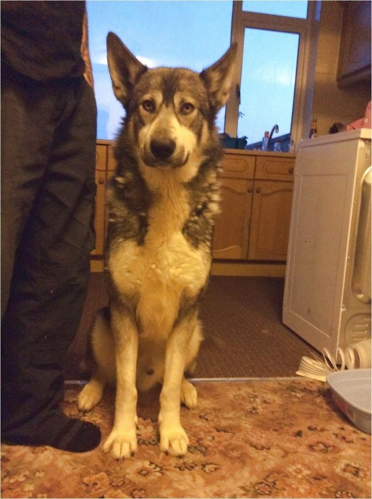 German Shepherd Puppies Northern California