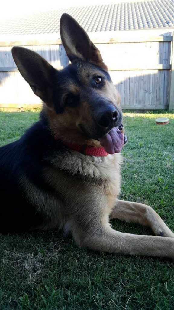 German Shepherd Rescue Florida Tampa