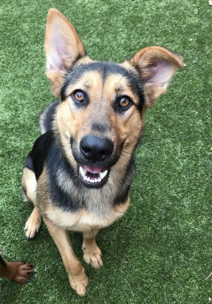 German Shepherd Rescue Iowa