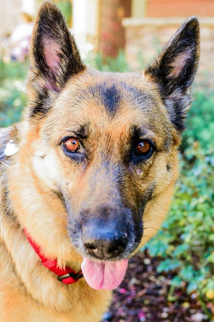 German Shepherds South Lake Tahoe California