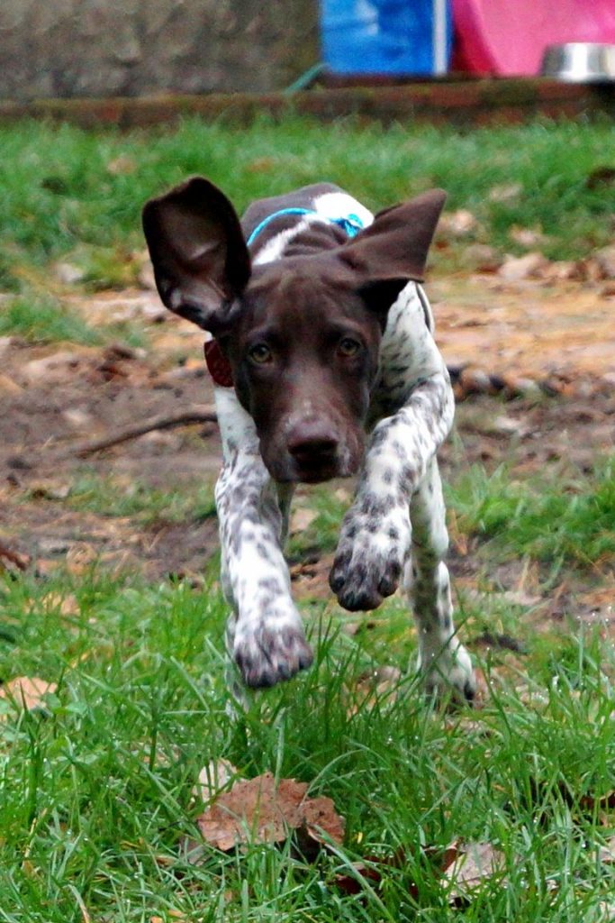 German Shorthaired Pointer Puppies Adoption