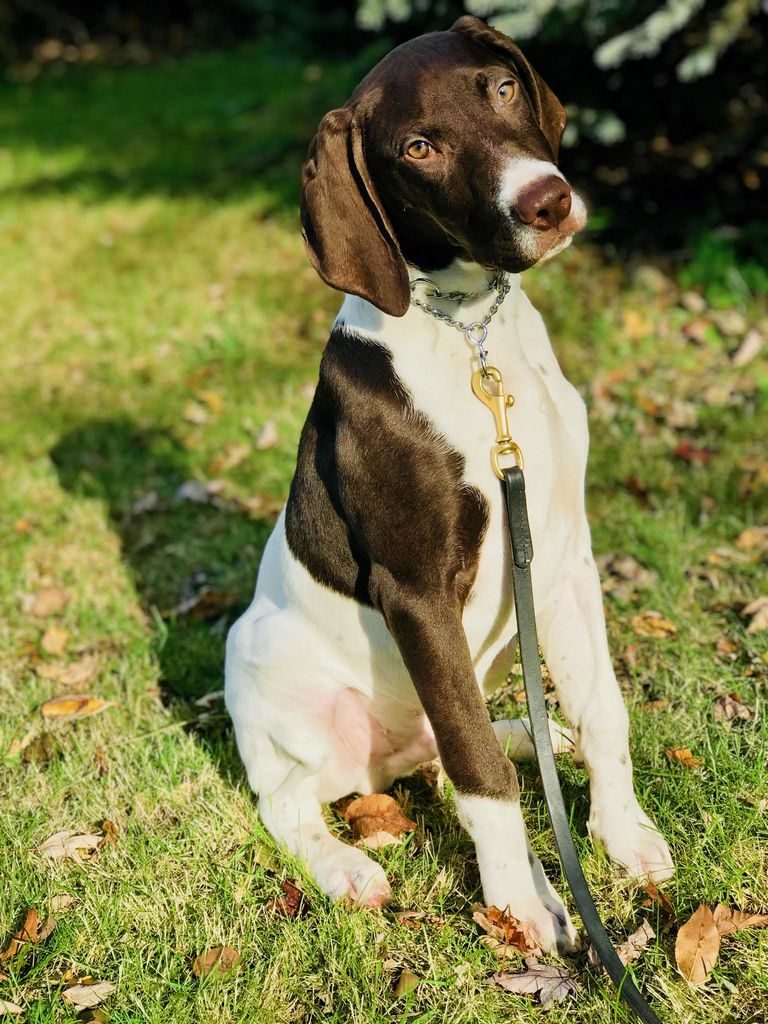 German Shorthaired Pointer Puppies Florida