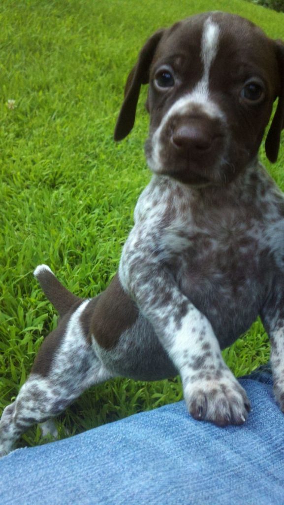 German Shorthaired Pointer Puppies Michigan