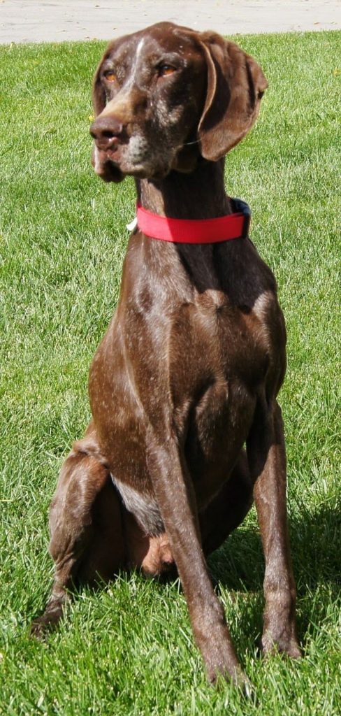 German Shorthaired Pointer Rescue