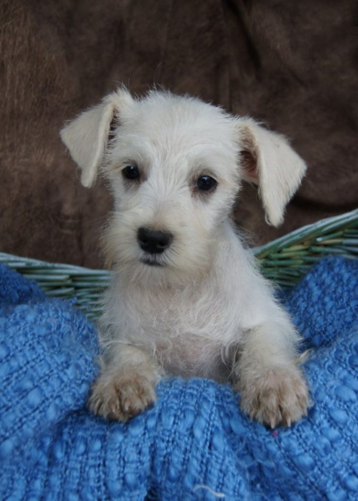 Giant Schnauzer Puppies For Sale In Tn