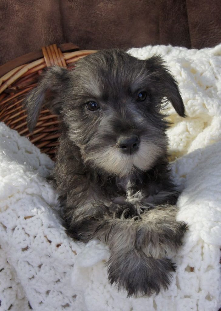 Giant Schnauzer Rescue Nc