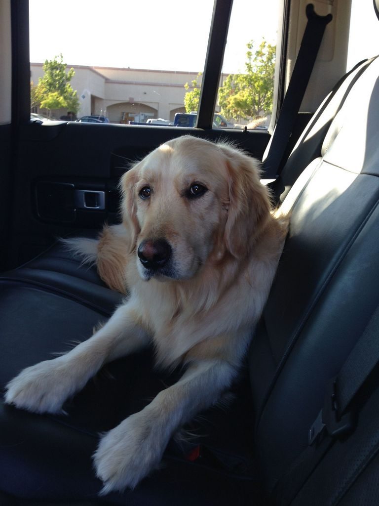 Golden Retriever Puppies Flagstaff Az