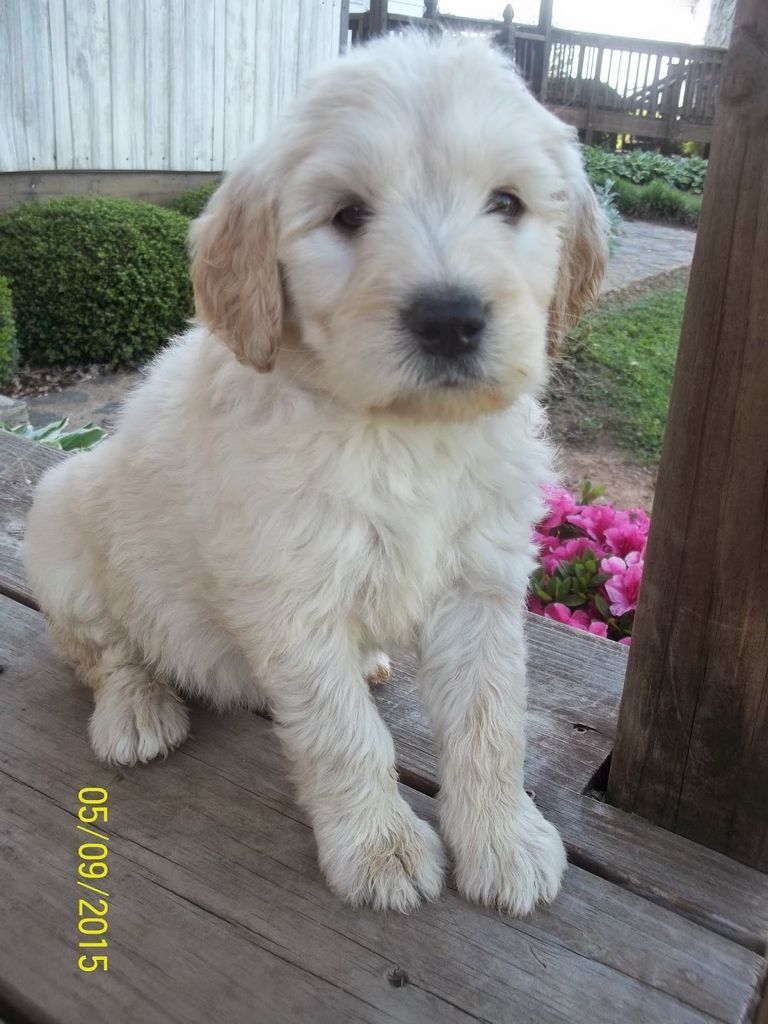 Golden Retriever Puppies Greensboro Nc