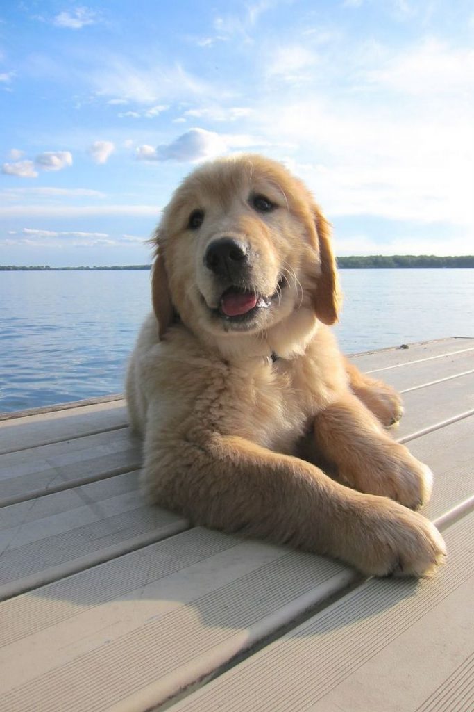 Golden Retriever Puppies Whidbey Island