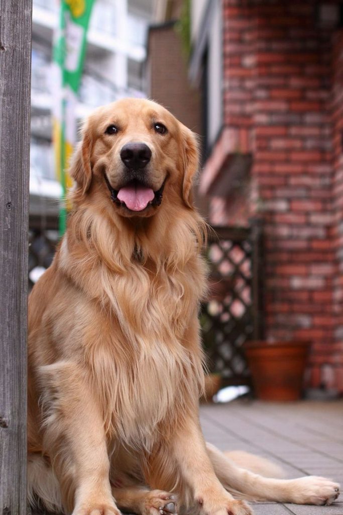 Golden Retriever Rescue Treasure Coast