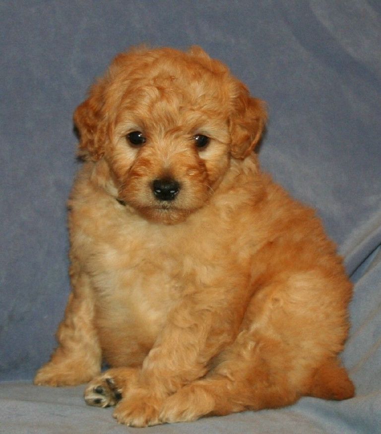 Goldendoodles Greenbrier Arkansas