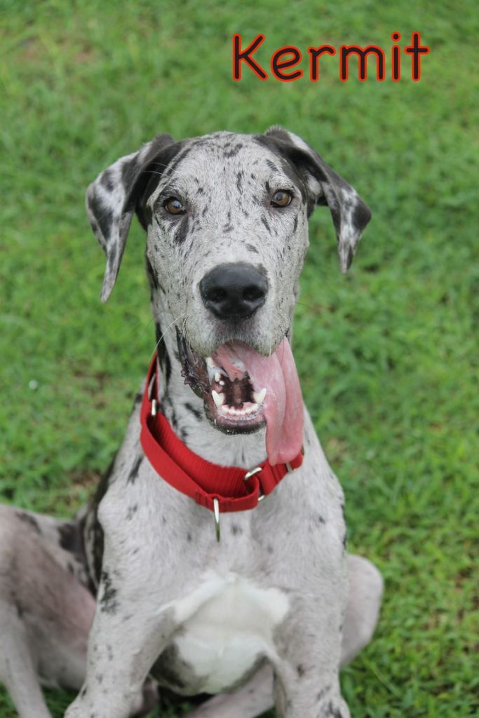 Great Dane Rescue California