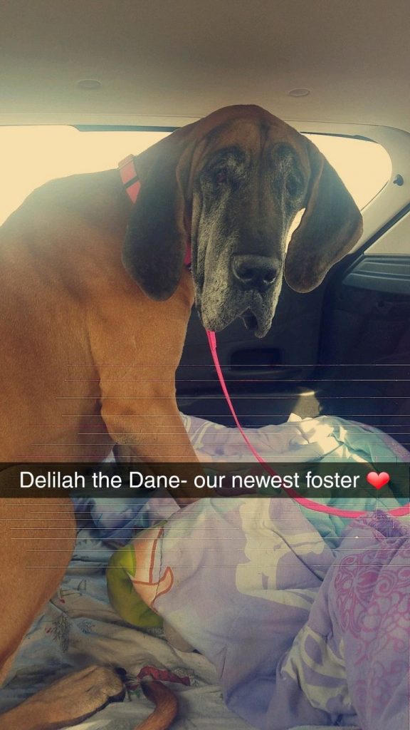 Great Dane Rescue Missouri