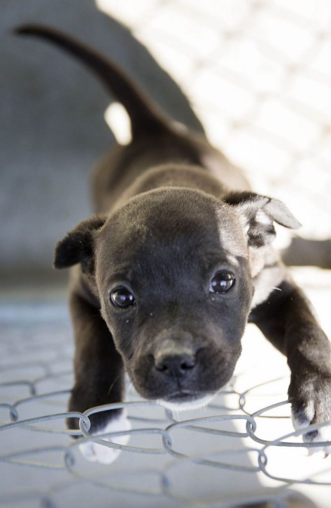 Guilford County Animal Shelter Lost And Found