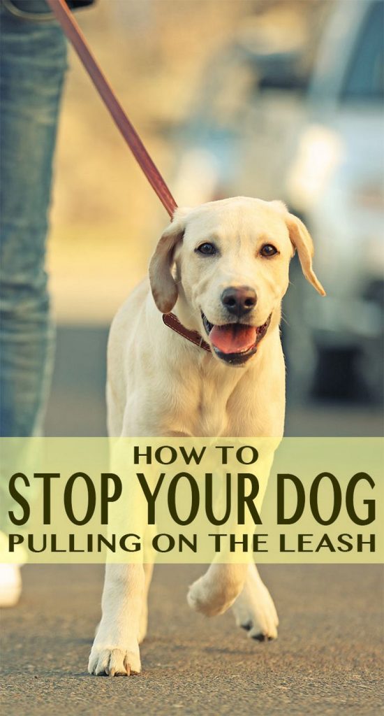 How To Train A Dog To Walk On A Leash