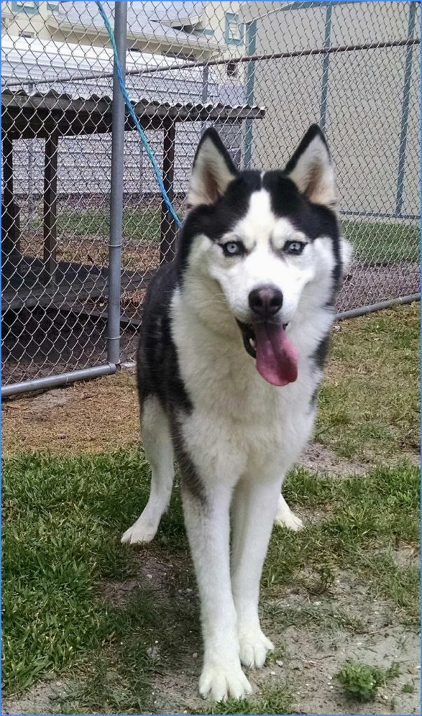 Husky Puppies For Sale Appleton Wi