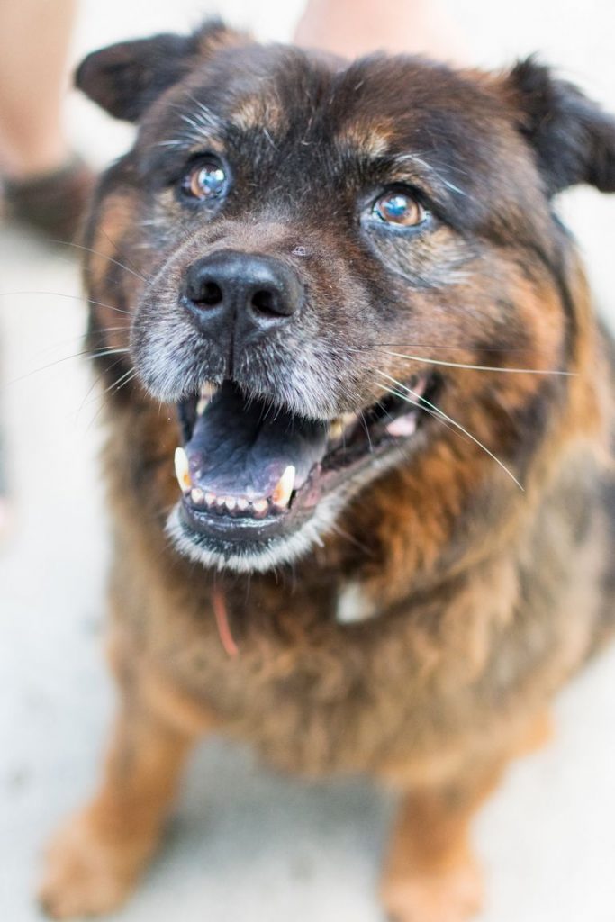 Indianapolis Humane Society