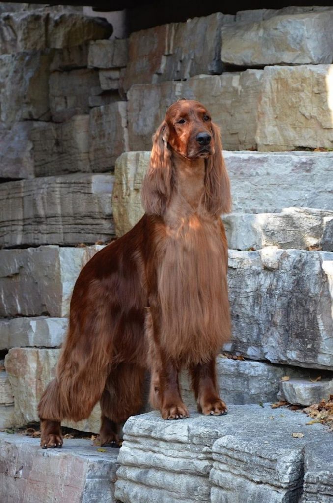 Irish Setter Puppies Colorado