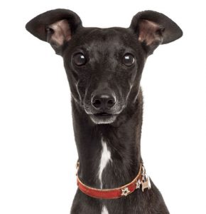 Italian Greyhound Breeders Ohio | Top Dog Information