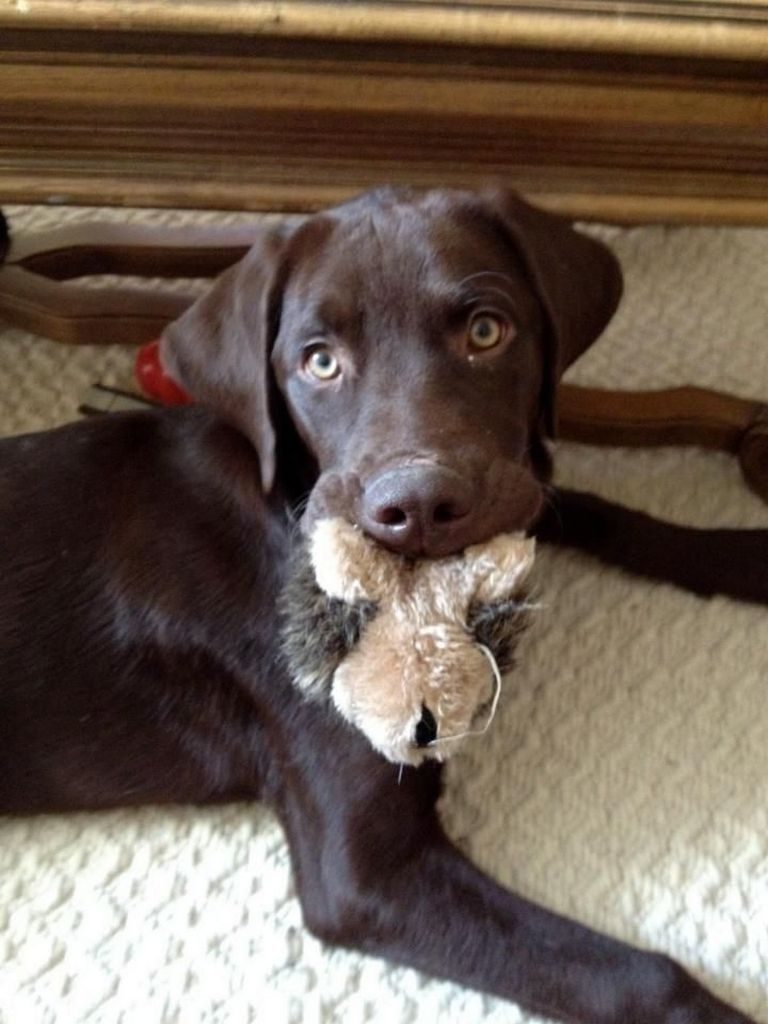 Lab Puppies Raleigh Nc