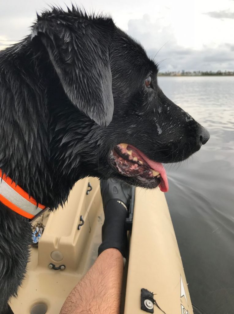 Lab Rescue Texas