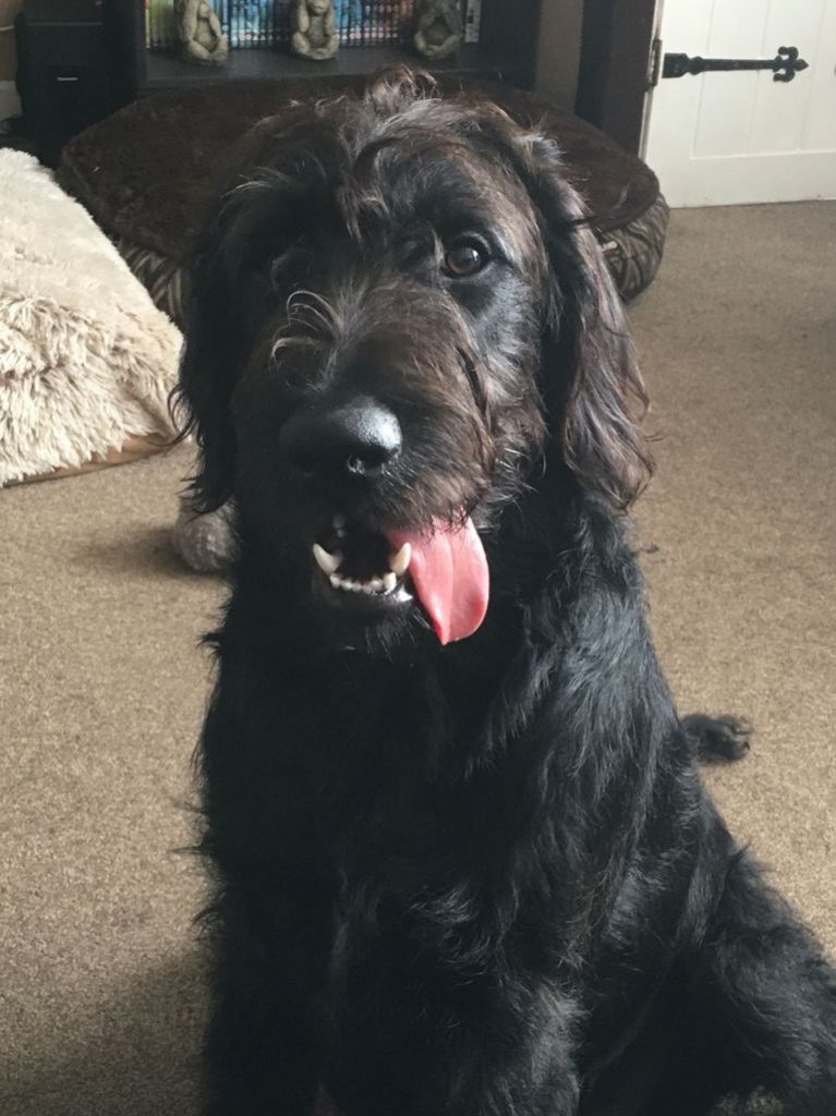 Labradoodle Haircuts For Winter