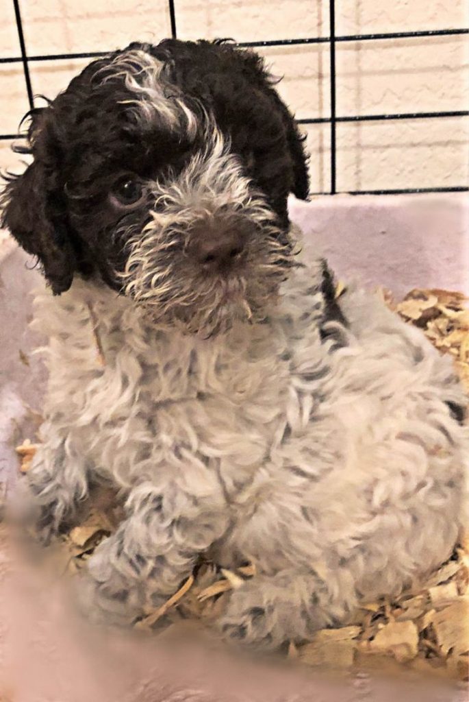 Lagotto Romagnolo For Sale In Houston