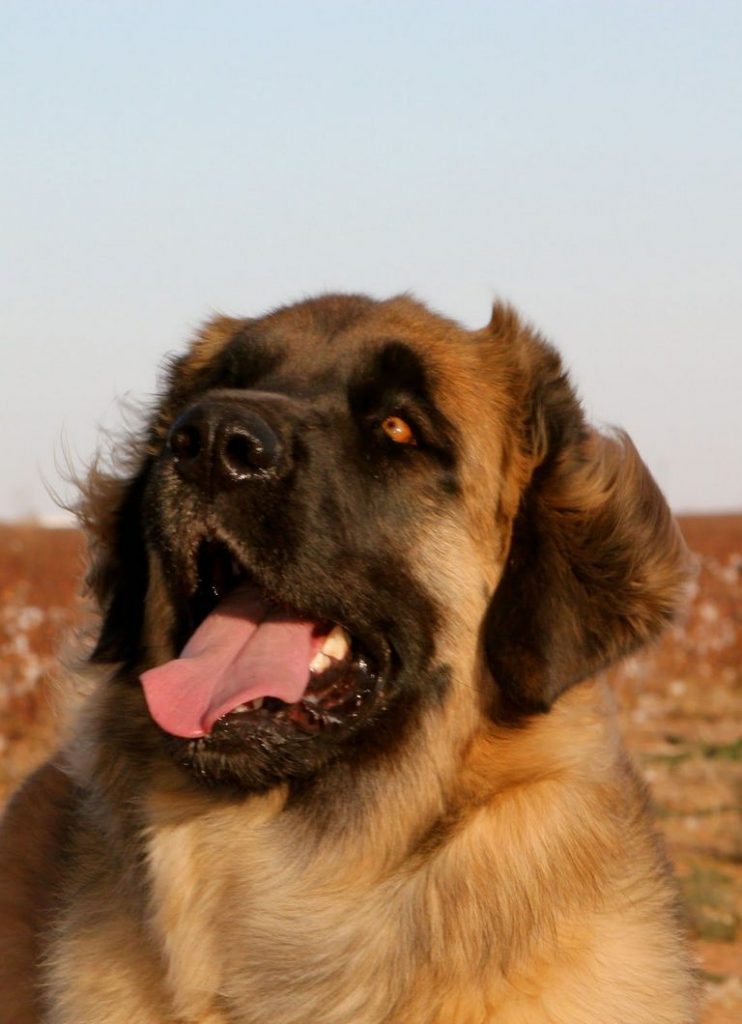 Leonberger Full Grown