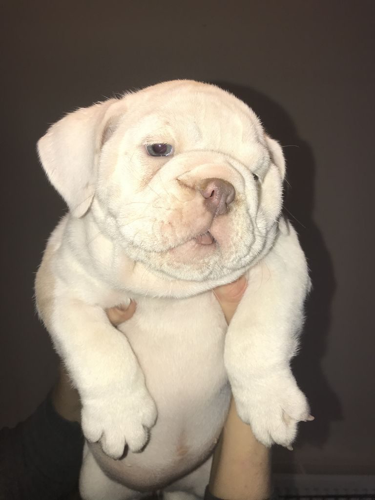 Lilac Olde English Bulldog For Sale