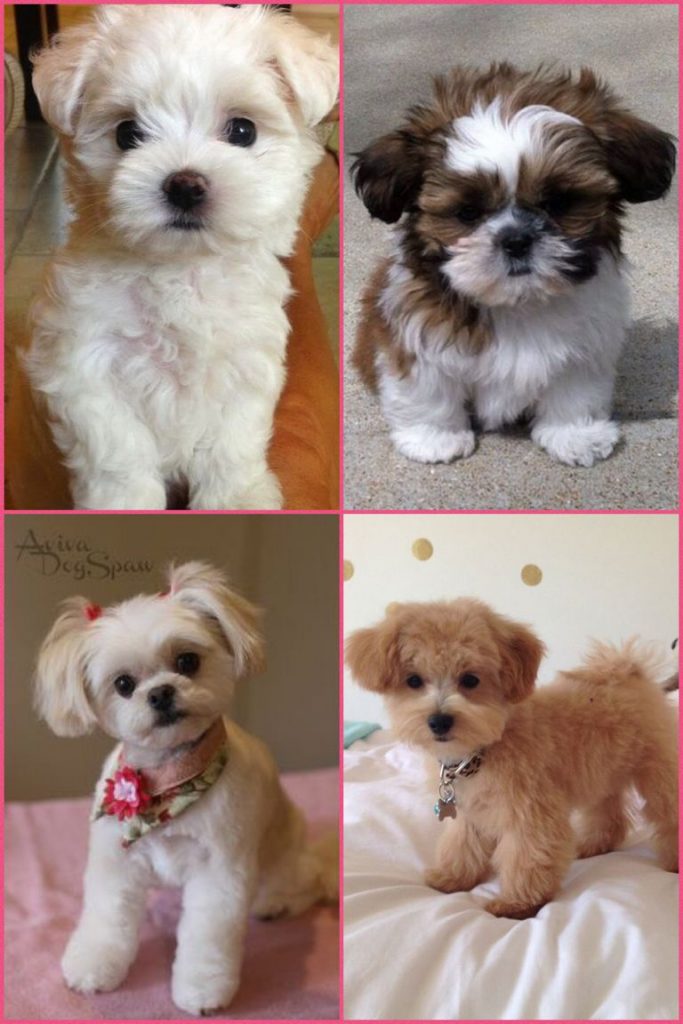 Maltipoo Puppies For Sale In Nc