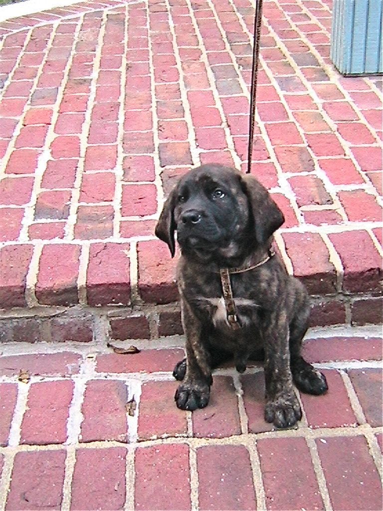 Mastiff Rescue Kentucky