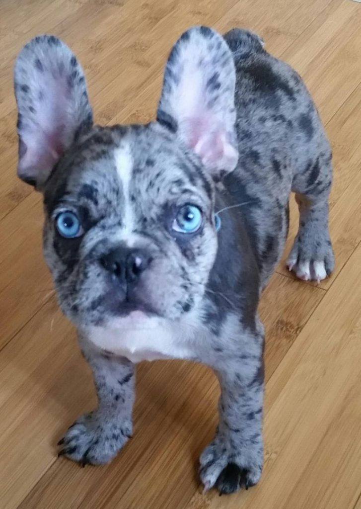 Merle French Bulldog Cost