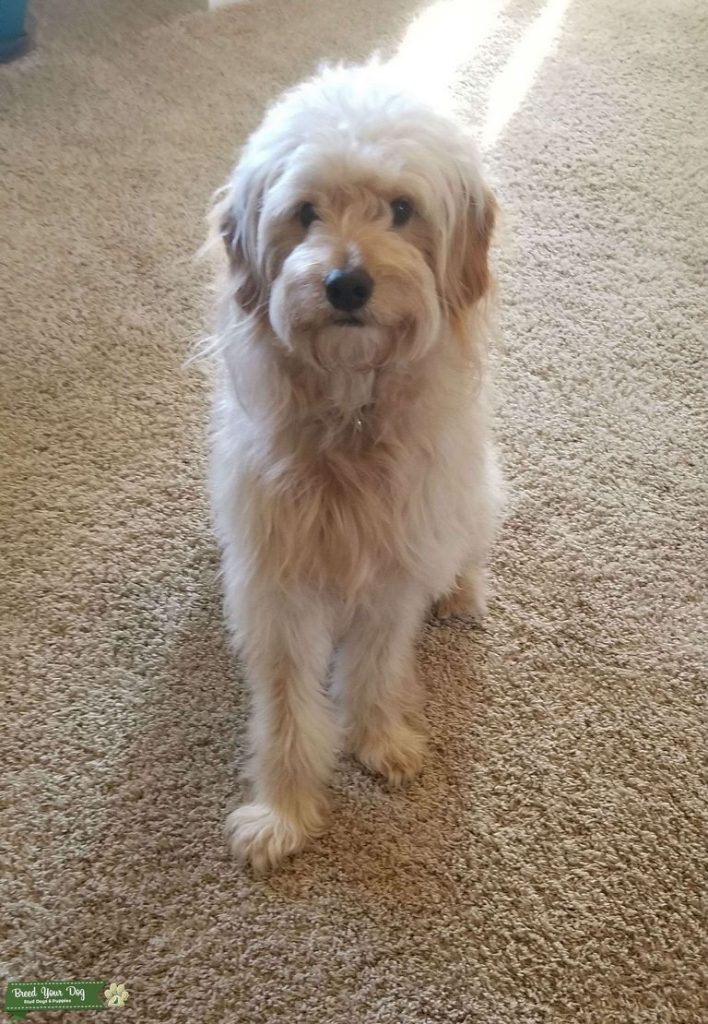 Mini Goldendoodle For Sale Near Me Top Dog Information