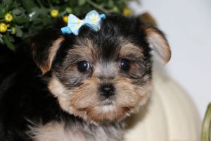 Morkie Breeders In Indiana