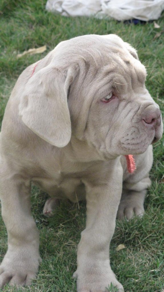 Neapolitan Mastiff For Sale Ohio