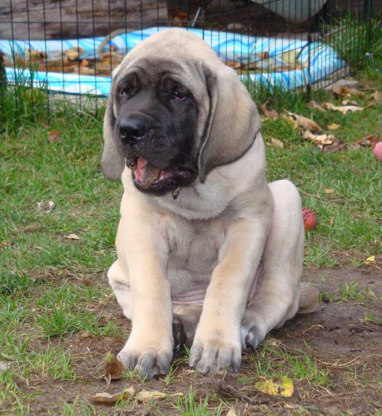 Neapolitan Mastiff Puppies For Sale In Ohio | Top Dog ...