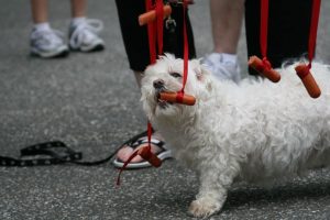 Pet Grooming School In Indiana