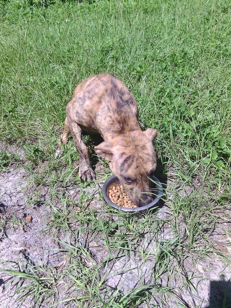 Pitbull Puppies For Sale In Tampa